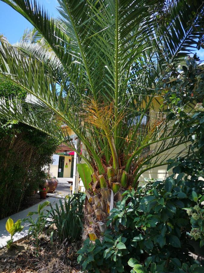 Pickled Parrot - Boutique Hostel Paihia Εξωτερικό φωτογραφία
